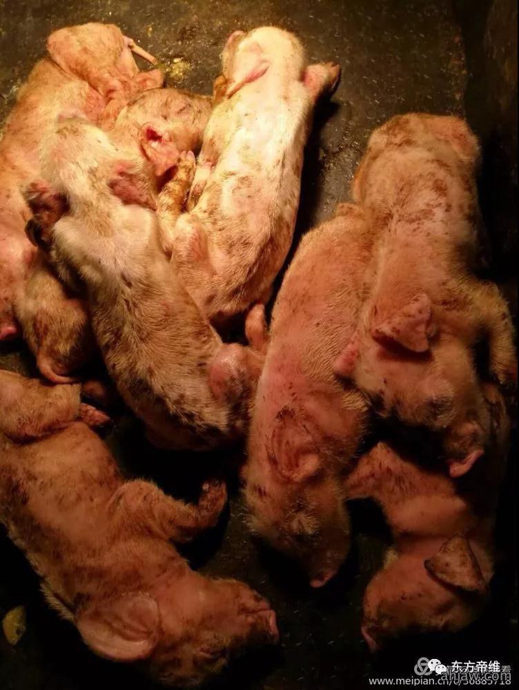 干货!「曹曼大会」猪流行性腹泻报告云集