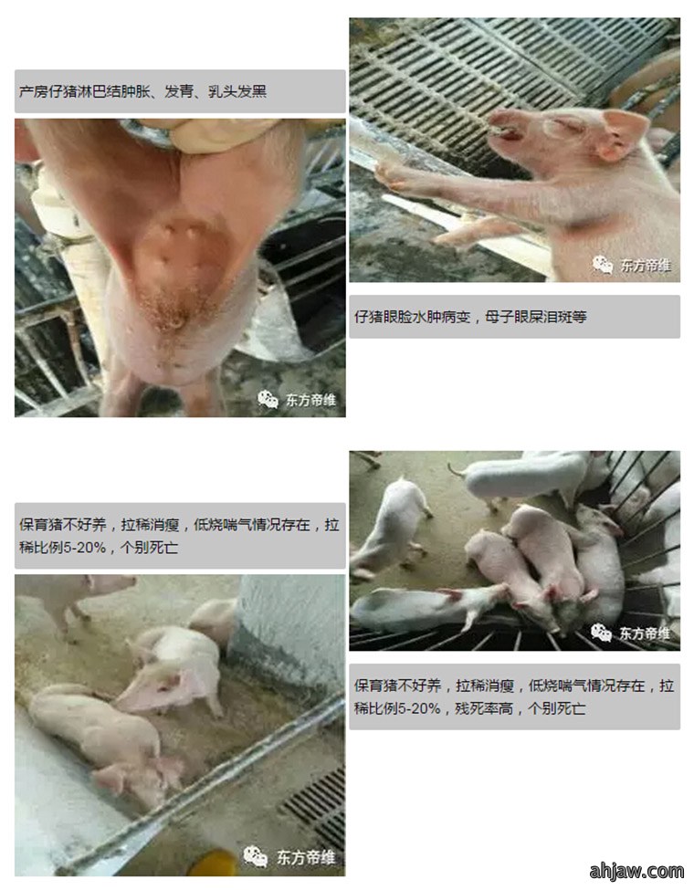 东方帝维健康万场行——东方伪净NO1001案例佐证