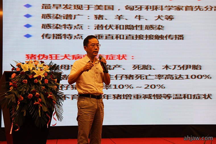 伪狂犬变异导致净化难？“124”方案效果显著！