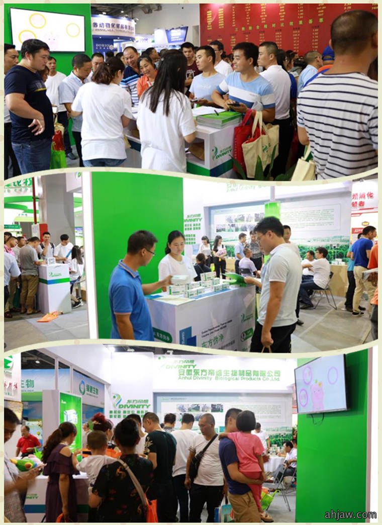 为了免疫净化和生产成绩,你做好淘汰猪的准备了么?
